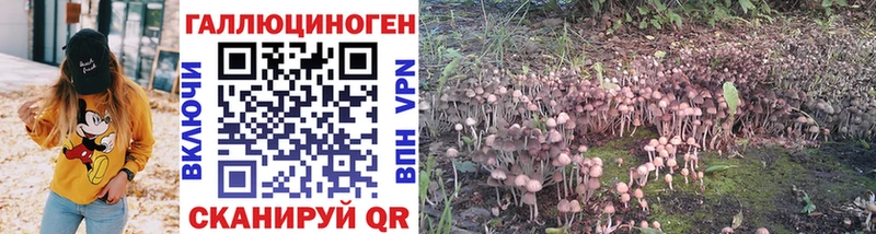 Галлюциногенные грибы Psilocybe  Мосальск 
